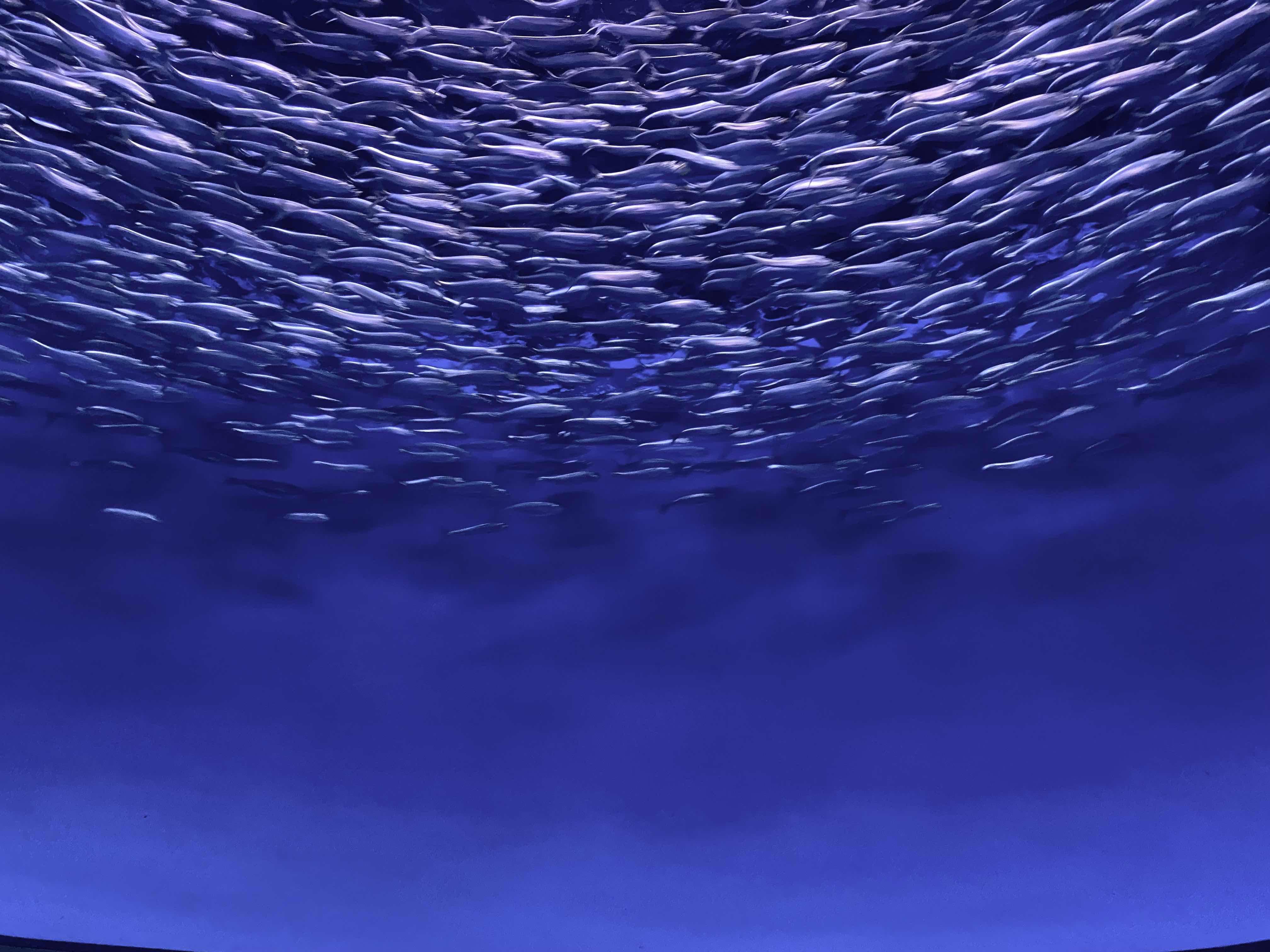 Fish Circle